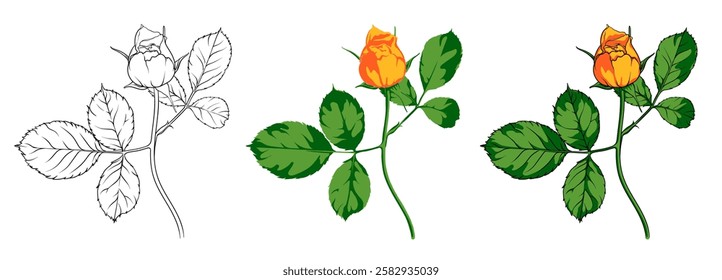 image of a yellow rosebud in various drawing techniques, an elegant branch of a rose on a long stem with leaves drawn with and without contour