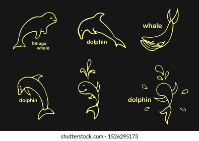 images of dolphin, beluga whale, whale