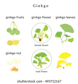 Images of the fruits and leaves of female and male ginkgo trees