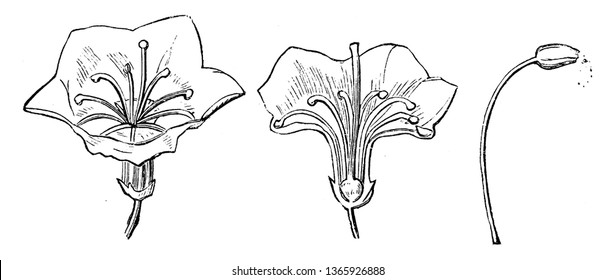 The images has kalmia latifolia orders detached flower, section of a detached flower and stamen. It is native to North America and Cuba, vintage line drawing or engraving illustration.