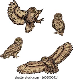 Images of owls in various poses and situations, in color