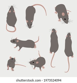 Images of the rat in different directions and locations