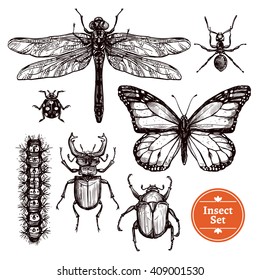 Images set of different insects from ant to butterfly in hand drawn sketch style isolated vector illustration