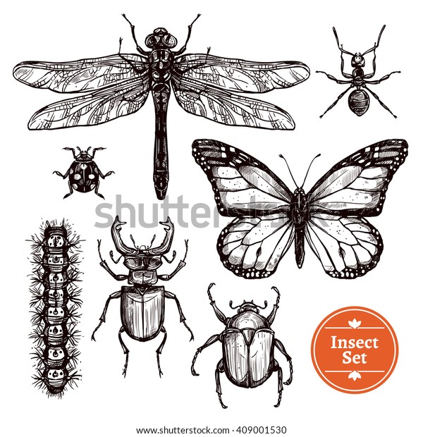 图像集从蚂蚁到蝴蝶不同昆虫在手绘草图风格孤立矢量插图库存矢量图 免版税