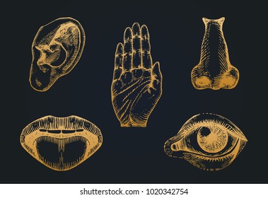 Images set of five human senses in engraved style. Vector illustration of sensory organs.