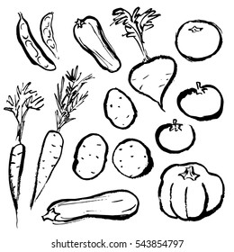 Images of vegetables drawn in ink.