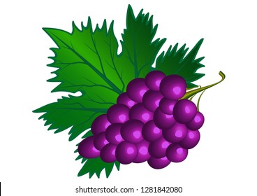 Images of a vine with tasty and sweet grapes, bunches of grapes with foliage.