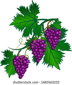 Images of a vine with tasty and sweet grapes, bunches of grapes with foliage