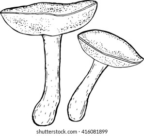 imleria badia