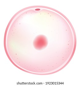 An oocyte is An Immature Egg (an Immature Ovum).