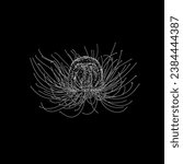 immortal jellyfish hand drawing vector isolated on black background.