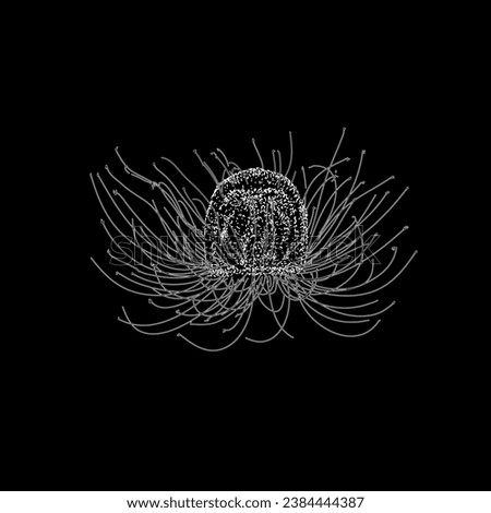immortal jellyfish hand drawing vector isolated on black background.