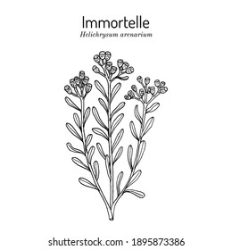 Immortelle (Helichrysum arenarium, or dwarf everlast), medicinal plant. Vector illustration