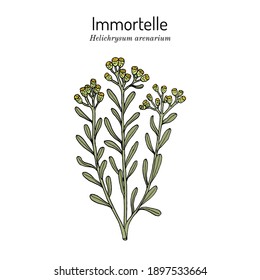 Immortelle (Helichrysum arenarium, or dwarf everlast), medicinal plant. Vector illustration