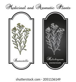 Immortelle (Helichrysum arenarium, or dwarf everlast), medicinal plant. Vector illustration