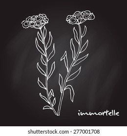 Immortelle (Helichrysum arenarium, or dwarf everlast), medicinal plant. Vector illustration