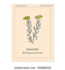 Immortelle (Helichrysum arenarium, or dwarf everlast), medicinal plant. Vector illustration