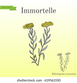 Immortelle (Helichrysum arenarium), or dwarf everlast, medicinal plant. Vector illustration