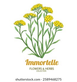 Immortelle Plant Colored Detailed Illustration