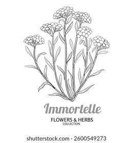 Immortelle Plant with Flowers Outline Illustration