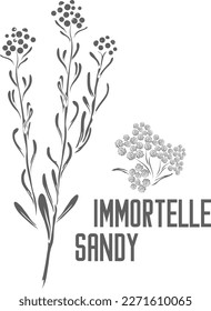 Immortelle sandy flower vector silhouette. Helichrysi arenarii flores medicinal herbal outline. Sandy everlasting silhouette for pharmaceuticals and coocking. Set of outline immortelle sandy medicinal