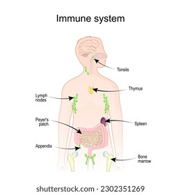 Immunsystem und Lymphsystem. Anatomie des Menschen. Humansilhouette mit inneren Organen. Vektorplakat