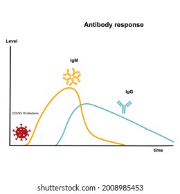 The immune response after SARS-CoV-2 infection that produce the antibody :IgM and IgG for destroy  virus.