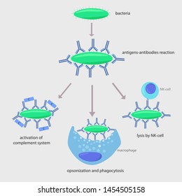 immune response to a allergen