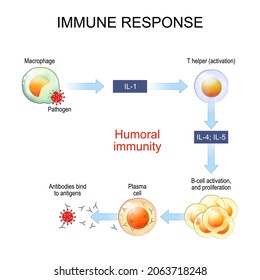 immune response and Antigen presentation. Humoral immunity and antibody production. B-cell activation. Vector poster for education