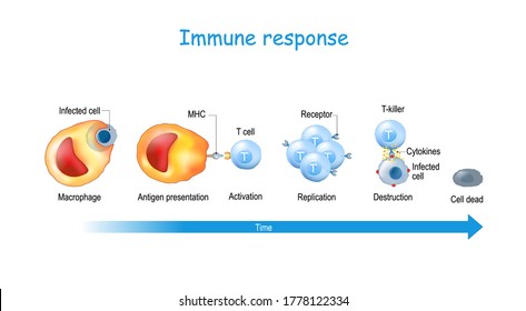 immune response and Antigen presentation. T-cell Activation. T lymphocyte, is a white blood cell. cell-mediated immunity