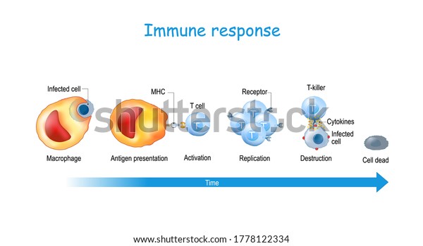 immune\
response and Antigen presentation. T-cell Activation. T lymphocyte,\
is a white blood cell. cell-mediated\
immunity