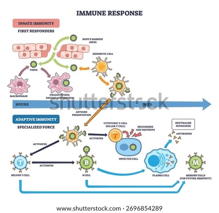 Immune response brief flow shows innate to adaptive stages with T cells, B cells, and antibodies defeating pathogens, cells interact over time from exposure to memory. Outline diagram