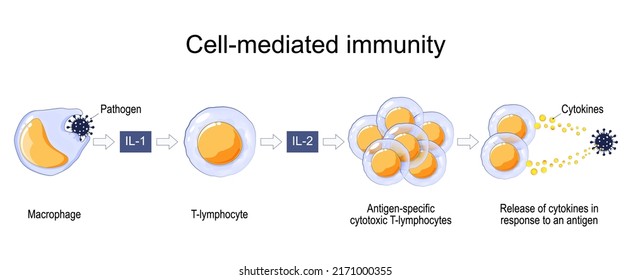 Immune response. Cell-mediated immunity. activation of phagocytes, antigen-specific cytotoxic T-lymphocytes, and the release of cytokines in response to an antigen. Vector poster for education