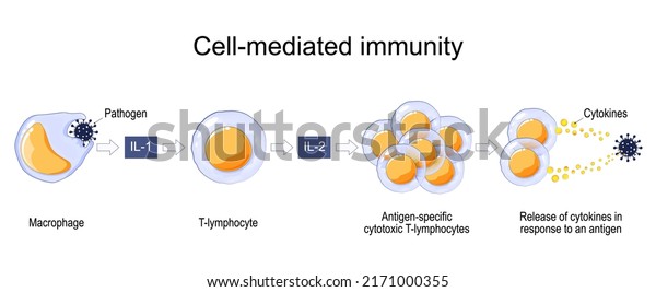 Immune response. Cell-mediated immunity.\
activation of phagocytes, antigen-specific cytotoxic T-lymphocytes,\
and the release of cytokines in response to an antigen. Vector\
poster for education