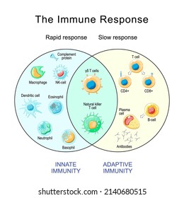 Immune Response. Rapid And Slow Response Of Adaptive And Innate Immunity And Antibody Activation. Cells Of The Immune System. Immunology Infographic. Vector Illustration