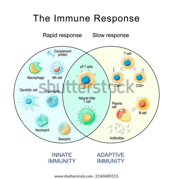 Immune Response. Rapid\
and slow response of Adaptive and Innate Immunity and antibody\
activation. Cells of The Immune System. Immunology infographic.\
vector illustration
