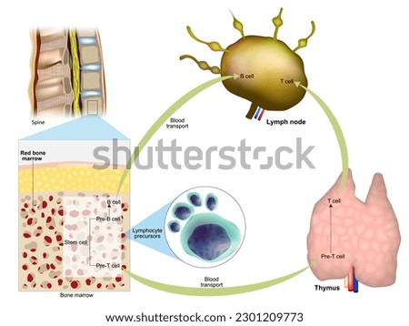 Immune response. Red bone marrow, Thymus and Lymph node. Production of lymphocytes. Maturation of T lymphocytes or B lymphocytes.