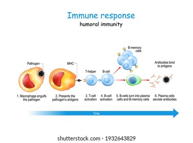 Immune response. stages of humoral immunity. Vector illustration