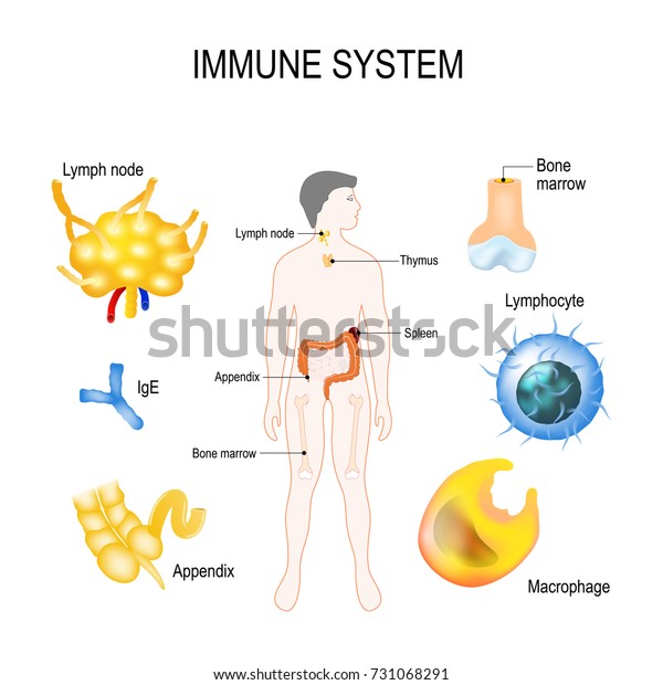 Immune System Bone Ige Lymph Node Stock Vector (Royalty Free) 731068291