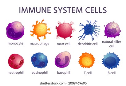 Immune system cell types. Cartoon macrophage, dendritic, monocyte, mast, b and t cells. Adaptive and innate immunity, lymphocyte vector set. Illustration immune microbiology, virus immunology defense