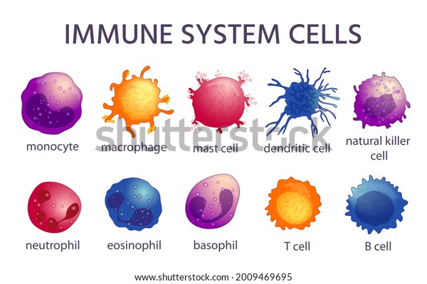 Immune system cell types. Cartoon macrophage,
dendritic, monocyte, mast, b and t cells. Adaptive and innate
immunity, lymphocyte vector set. Illustration immune microbiology,
virus immunology
defense