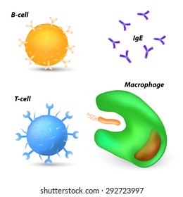 immune system cells. macrophage, t-cell, b-cell and antibodies.