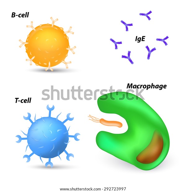 immune system cells. macrophage, t-cell,\
b-cell and antibodies.