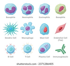 Immune system cells with names anatomical educational medical set isometric vector illustration. Human innate and adaptive defense biology structure basophile neutrophile eosinophile dendric mast