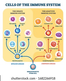 Immune System Cells Vector Illustration. Labeled Educational Division Scheme. Anatomical Explanation Diagram With Lymphoid, Cells Or Myeloid Progenitor. Innate And Adaptive Medical Structure Graphic.