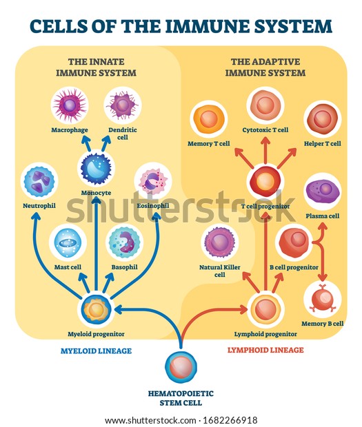 Descubra Ilustracion Vectorial De Celulas Del Sistema Imagenes De Stock En Hd Y Millones De Otras Fotos Ilustraciones Y Vectores En Stock Libres De Regalias En La Coleccion De Shutterstock Se Agregan Miles De Imagenes Nuevas De Alta Calidad Todos Los Dias