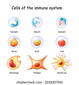 immune system cells. White blood cells or leukocytes Eosinophil, Neutrophil, Basophil, Macrophage, Fibroblast, and Dendritic cell. Vector diagram