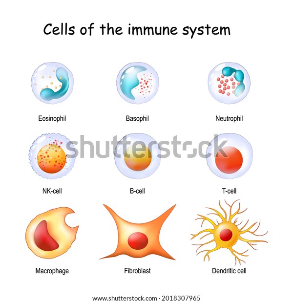 immune system cells. White blood cells or\
leukocytes Eosinophil, Neutrophil, Basophil, Macrophage,\
Fibroblast, and Dendritic cell. Vector\
diagram