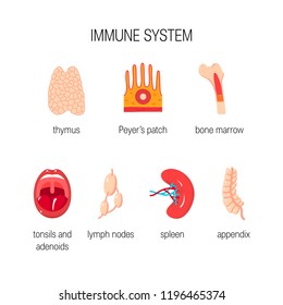 Immune system concept. Vector icons of human organs