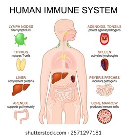 Immune System. Human anatomy. Human silhouette with internal organs. Innate and adaptive immunity. Vector poster